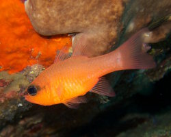 Apogon (Apogon imberbis)