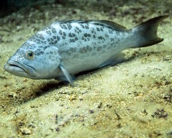 Badèche baillou (Mycteroperca microlepis)