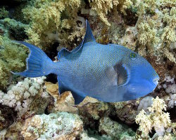 Yellow-spotted triggerfish (Pseudobalistes fuscus)