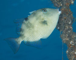 Turbot (Balistes capriscus)