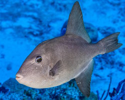 Ocean triggerfish (Canthidermis sufflamen)