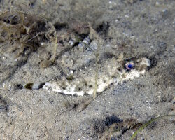 Poisson ballon à collier (Sphoeroides spengleri)