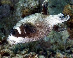 Poisson ballon masqué (Arothron diadematus)