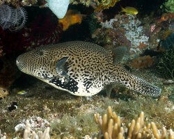 Poisson ballon pintade (Arothron meleagris)