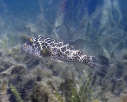 Poisson ballon réticulé (Sphoeroides testudineus)