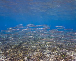 Obtuse barracuda (Sphyraena obtusata)