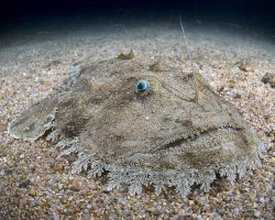 Yellow goosefish (Lophius litulon)