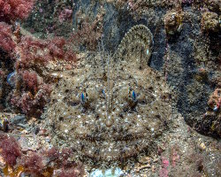 Baudroie commune (Lophius piscatorius)