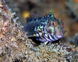 Ringneck blenny (Parablennius pilicornis)