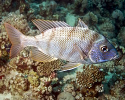 Poisson capitaine blanc (Lethrinus nebulosus)