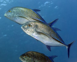 Carangue bleue (Caranx melampygus)