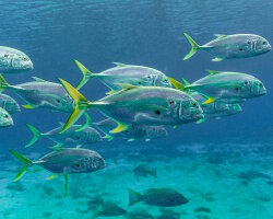 Carangue crevalle (Caranx hippos)