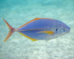 Carangue dentue (Pseudocaranx dentex)