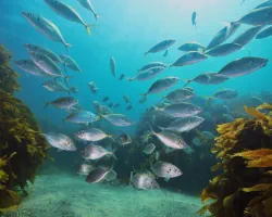 The white trevally