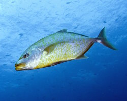 Orangespotted trevally (Flavocaranx bajad)