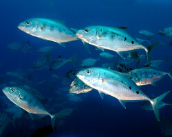 Yellowspotted trevally (Carangoides fulvoguttatus)