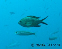 Castagnole (Chromis chromis)