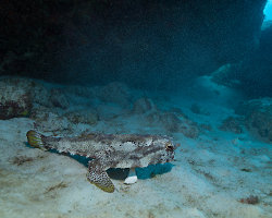 Poisson chauve-souris à pois (Ogcocephalus radiatus)