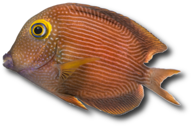 Le poisson chirurgien à cercle doré (Ctenochaetus strigosus) &copy; Isselee | Dreamstime.com