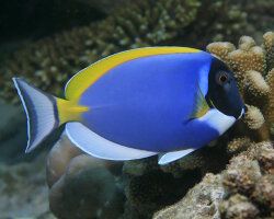 Powder blue tang (Acanthurus leucosternon)