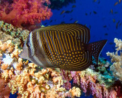 Poisson chirurgien à voile indien (Zebrasoma desjardinii)