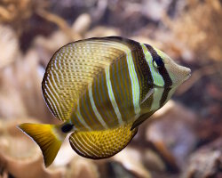 Sailfin tang (Zebrasoma velifer)