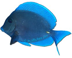 Blue tang surgeonfish (Acanthurus coeruleus)