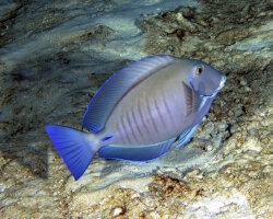 Doctorfish (Acanthurus chirurgus) Doctorfish (Acanthurus chirurgus)