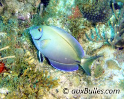 Ocean tang (Acanthurus bahianus)