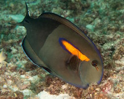 Le poisson chirurgien olive à bande orange