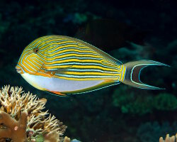 Striped surgeonfish (Acanthurus lineatus)