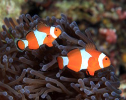 False clownfish (Amphiprion ocellaris)
