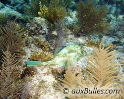 Poisson coffre graffitis (Acanthostracion quadricornis)