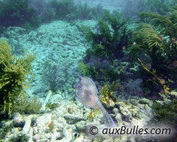 Poisson coffre graffitis (Acanthostracion quadricornis)