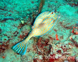 Le poisson coffre graffitis