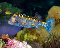 Poisson coffre pintade (Ostracion meleagris)