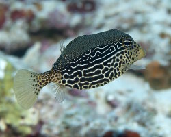 Poisson coffre réticulé (Ostracion solorensis) Poisson coffre réticulé (Ostracion solorensis)