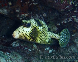 Spotted trunkfish (Lactophrys bicaudalis)