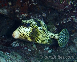 Spotted trunkfish (Lactophrys bicaudalis) Spotted trunkfish (Lactophrys bicaudalis)