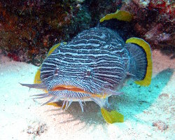 Poisson crapaud splendide (Sanopus splendidus)