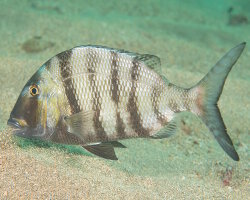 Sheepshead porgy (Calamus penna)