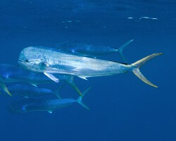 Mahi-mahi (Coryphaena hippurus)