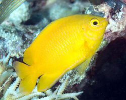 Lemon damselfish (Pomacentrus moluccensis)