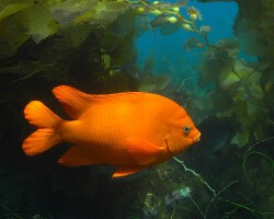 Garibaldi (Hypsypops rubicundus)