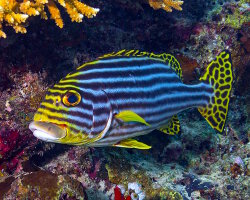 Oriental sweetlips (Plectorhinchus vittatus)