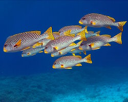 Diagonal-banded Sweetlip (Plectorhinchus lineatus)