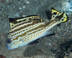 Painted sweetlips (Diagramma pictum)