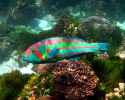 Surge wrasse (Thalassoma purpureum)