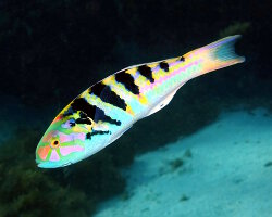 Sixbar wrasse (Thalassoma hardwicke)