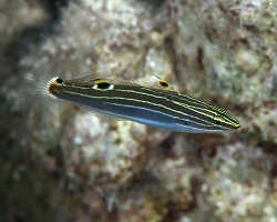 Hector's goby (Koumansetta hectori)